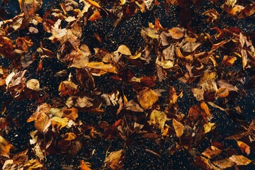 abstract dried leaves on black background