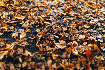 abstract dried leaves with backlight illumination