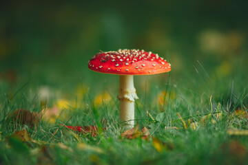 fly agaric mushroom on green grass background