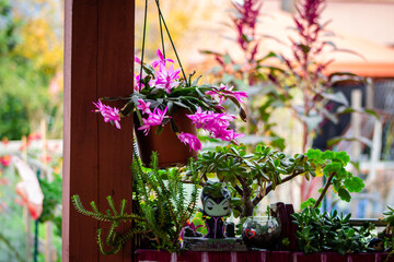 Cozy Garden Corner with Blooming Christmas Cactus and Succulents