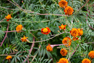 Vibrant Marigold Blossoms contrasted with green leaves