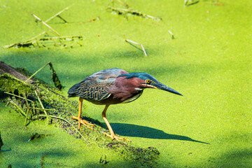 Green heron on log in algae