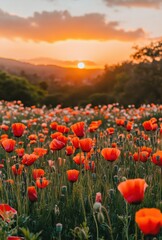 Fototapeta premium Vibrant Poppy Field Under a Golden Sunset with Soft Clouds and Rolling Hills in the Background