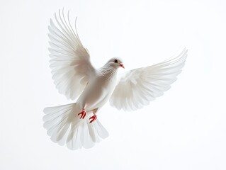 Obraz premium White Dove soaring gracefully with wings spread, symbolizing purity and peace