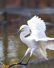 Close up shot of Snowy Egret bird by the lake in Florida