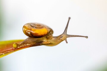 Small garden snail on the tip of dry branch, in selective focus and blurred background
