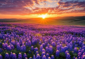 Fototapeta premium Vibrant Sunrise Over a Field of Purple Wildflowers Amidst Rolling Hills and a Colorful Sky