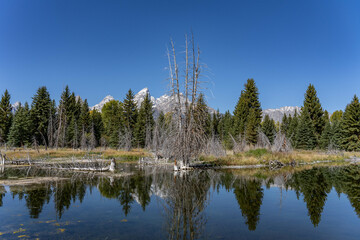 Obraz premium beaver dam or beaver impoundment is a dam built by beavers; Schwabacher Landing / Snake River, Grand Teton National Park，Wyoming.