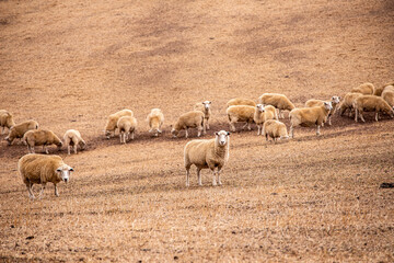 Sheep in dry Australian farm