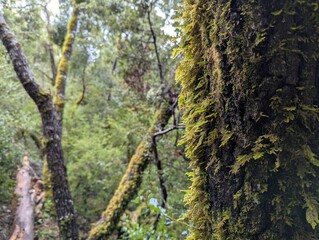 moss-covered tree in the forest