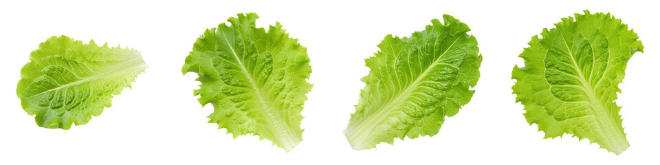 Set of Single Lettuce Leaf