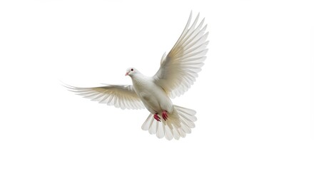 Obraz premium A graceful white dove soaring through the air, showcasing its elegant wings spread wide. This image captures the essence of freedom and peace, ideal for themes of love and spirituality.