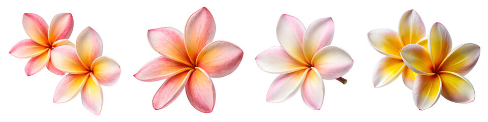 Fototapeta premium Vibrant frangipani bloom elegance isolated on a transparent background.