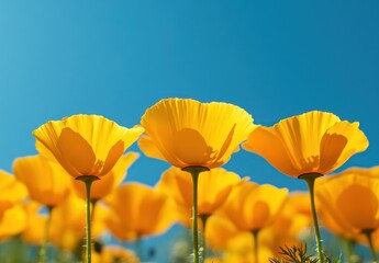 Obraz premium Vibrant Yellow Poppies Against a Clear Blue Sky in a Lush Green Field Captured in Bright Daylight for Nature and Floral Photography Enthusiasts