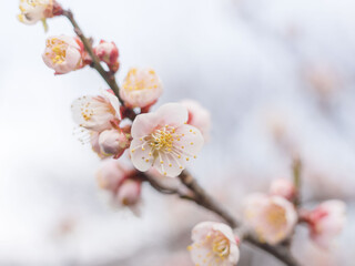 梅の花が咲きほこる05
