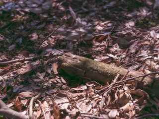 森の地面を枯葉が覆おう01