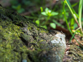 森の木の根っ子に苔が光る