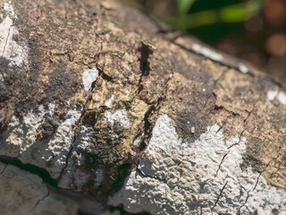 森の木の根っ子