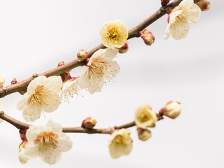 梅の花が咲きほこる09