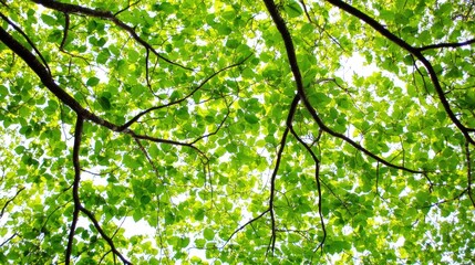 Fototapeta premium Lush green canopy branches overhead