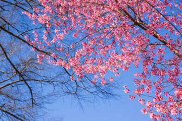 Ornamental cherry blossom are blooming with showy flowers. There are some type of colors such as white and light pink. It is said that it is Japan native species. Some produce small cherries in summer