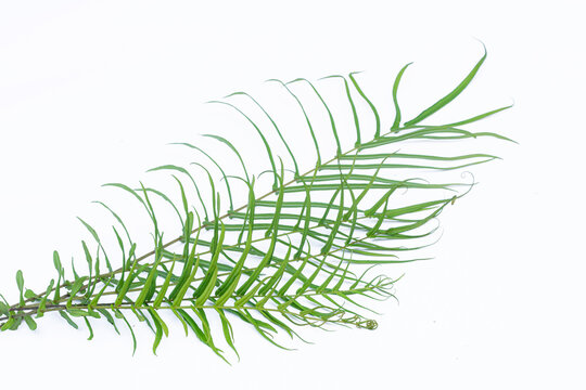 Fern leaves (Polypodiophyta) white background