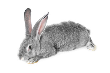 Fluffy grey rabbit on white background. Cute pet
