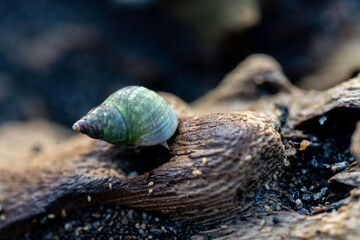sea snail