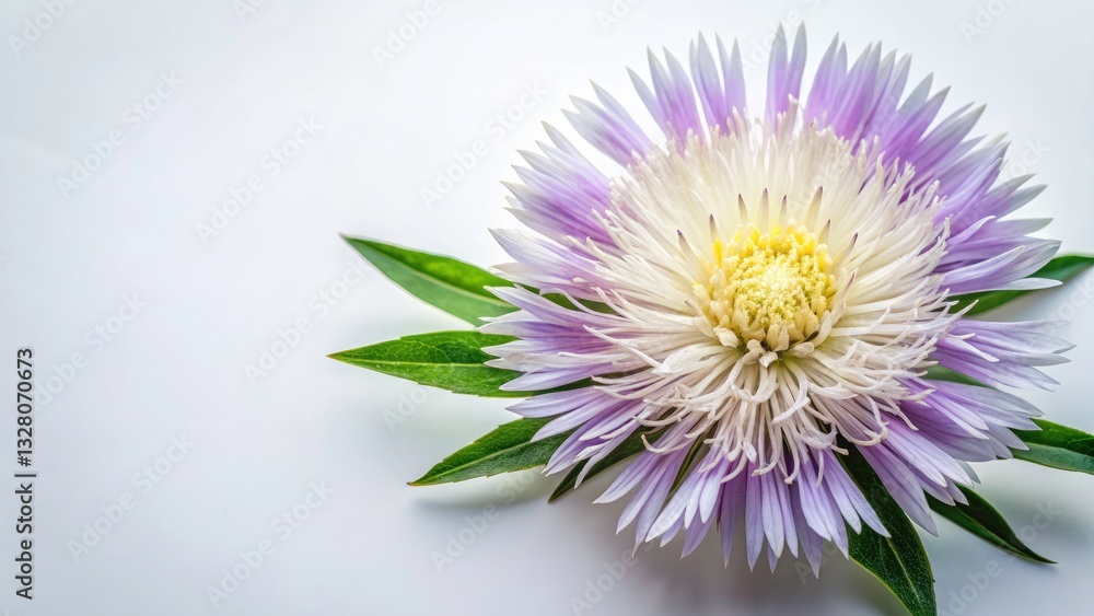 Poster elegant stokesia flower flat lay with soft feminine touch and rule of thirds composition for design 