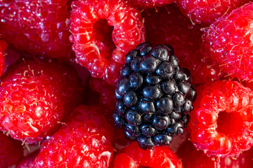 Macro shot of freshly washed juicy raspberries and a single blackberry in the middle, covered with...