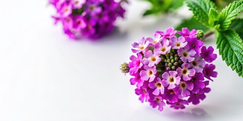 Minimalist Luxury Flat Lay of Vibrant Verbena on White Background for Elegant Design and Copy Space