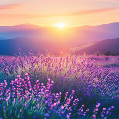 Naklejka premium Sunset Lavender Field: Vibrant purple blooms bathed in golden hour light