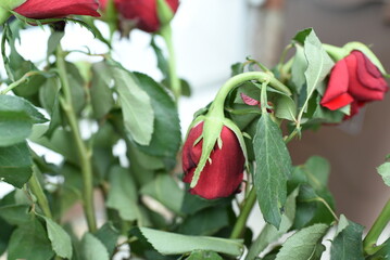 Zwiędnięta róża © LidiaAnna