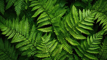 Lush Green Fern Fronds for Forest Floor Texture.