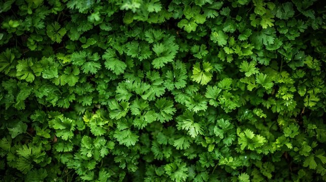 Cilantro plant, leaf, nature, parsley, garden, food, leaves, vegetable, lettuce, herb, salad, agriculture, fresh, texture, healthy, closeup, organic, green, macro, grow, foliage, freshness, ingredient - Powered by Adobe