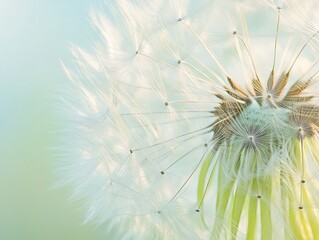 Dandelion Seed Head Closeup for Soft Light.