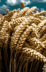Behold, a magnificent tableau unfolds, where golden tapestry of wheat fields dances