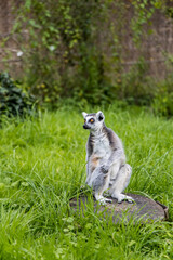 Fototapeta premium A playful lemur strides confidently across a vibrant green lawn, its striking striped tail held high at Bristol Zoo Project