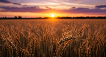 Obraz premium Golden wheat field at sunset.