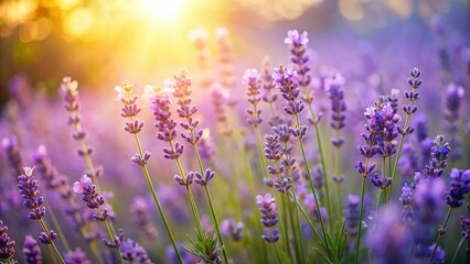 Obraz premium Miniature Lavender Field: Charming Purple Flowers in a Soft Focus Garden