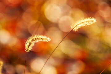 A close-up of the setaria, the beautiful setaria