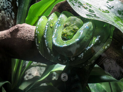 green snake in the tree