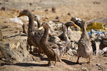 Enten in Kairo 