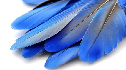 Naklejka premium Vivid blue bird feathers on white.