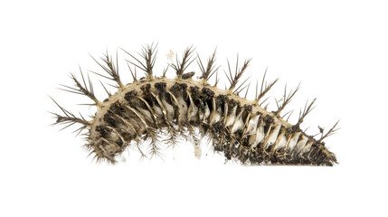 Realistic Myriapod Silhouette - Side View Transparent PNG