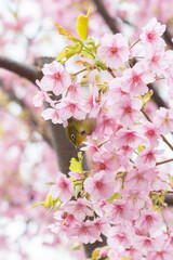 メジロと河津桜