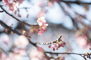 河津桜の花と蕾