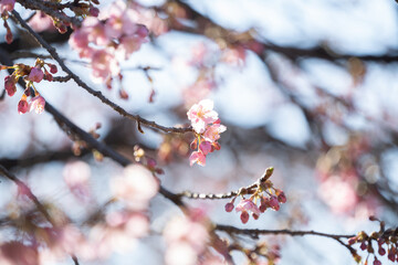 河津桜の花と蕾
