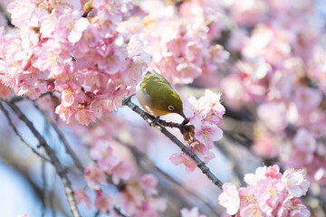 メジロと河津桜
