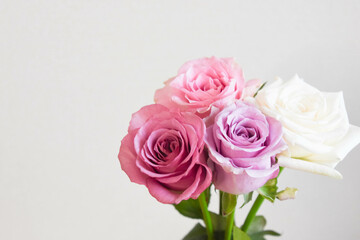 カラフルな薔薇